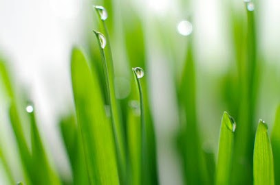 Services O'Vert, Service de Nettoyage à Fabrègues