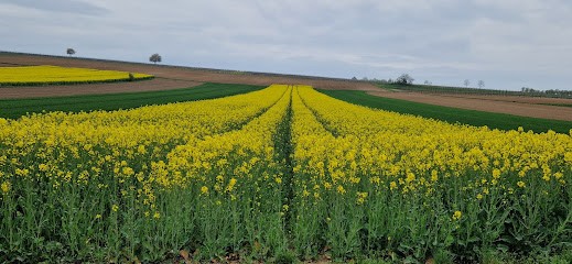 Handschuheim, Service de Nettoyage à Handschuheim