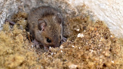 BCD, Service de Nettoyage à Saint-Pierre-d'Eyraud