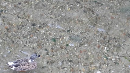 hygiène3d, Service de Nettoyage à Bornel